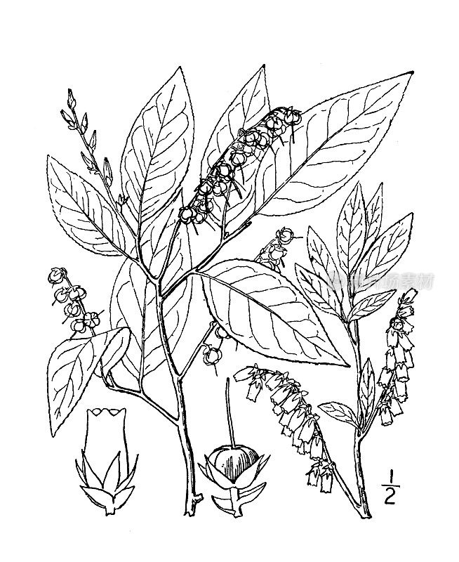 古植物学植物插图:Leucothoe racemosa, Swamp Leucothoe